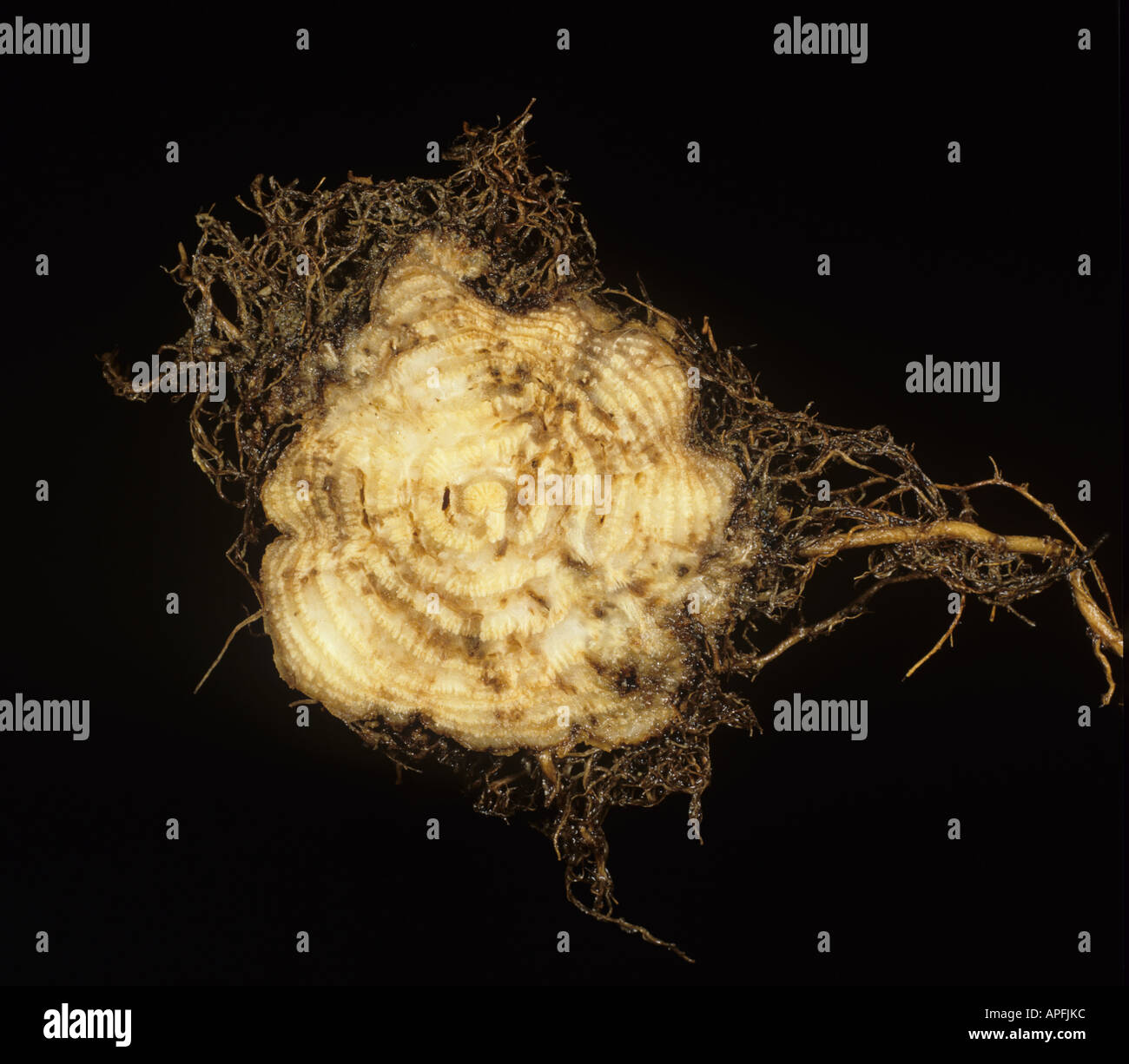 Necrotic yellow vein virus o rhizomania barbabietola da zucchero sezione di radice che mostrano danni Foto Stock