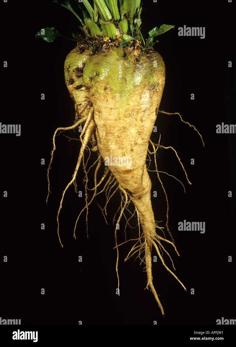 Un tipico raccolti di barbabietole da zucchero root Foto Stock