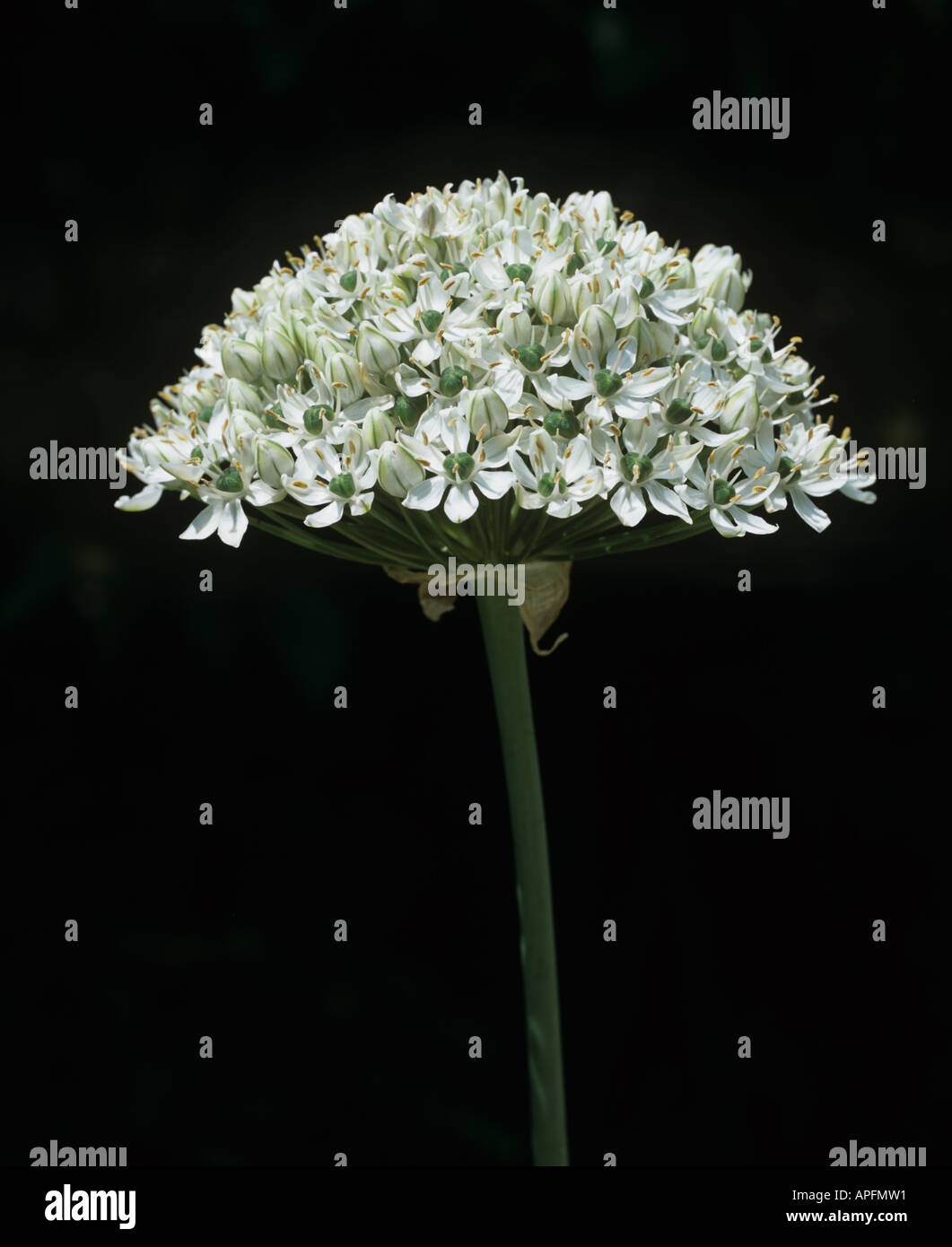 Unico fiore spike di Allium multibulbosum Foto Stock