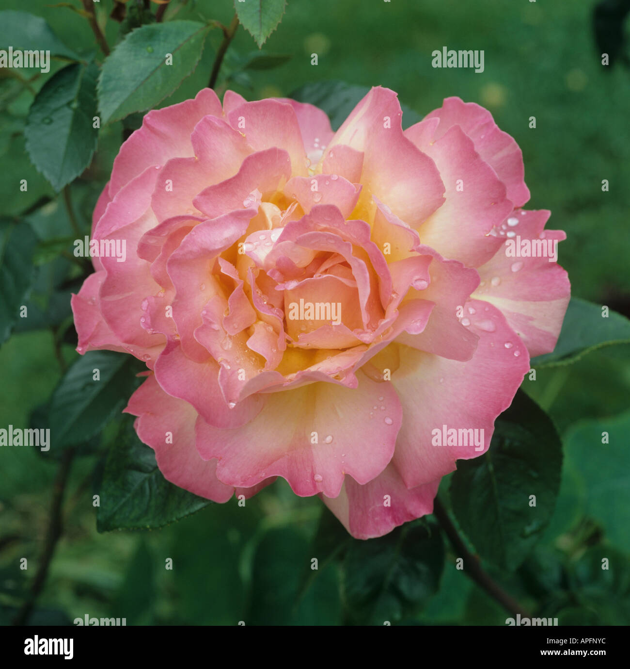 Aprire completamente la rosa rosa in fiore fiorisce la pace con le gocce di pioggia Foto Stock