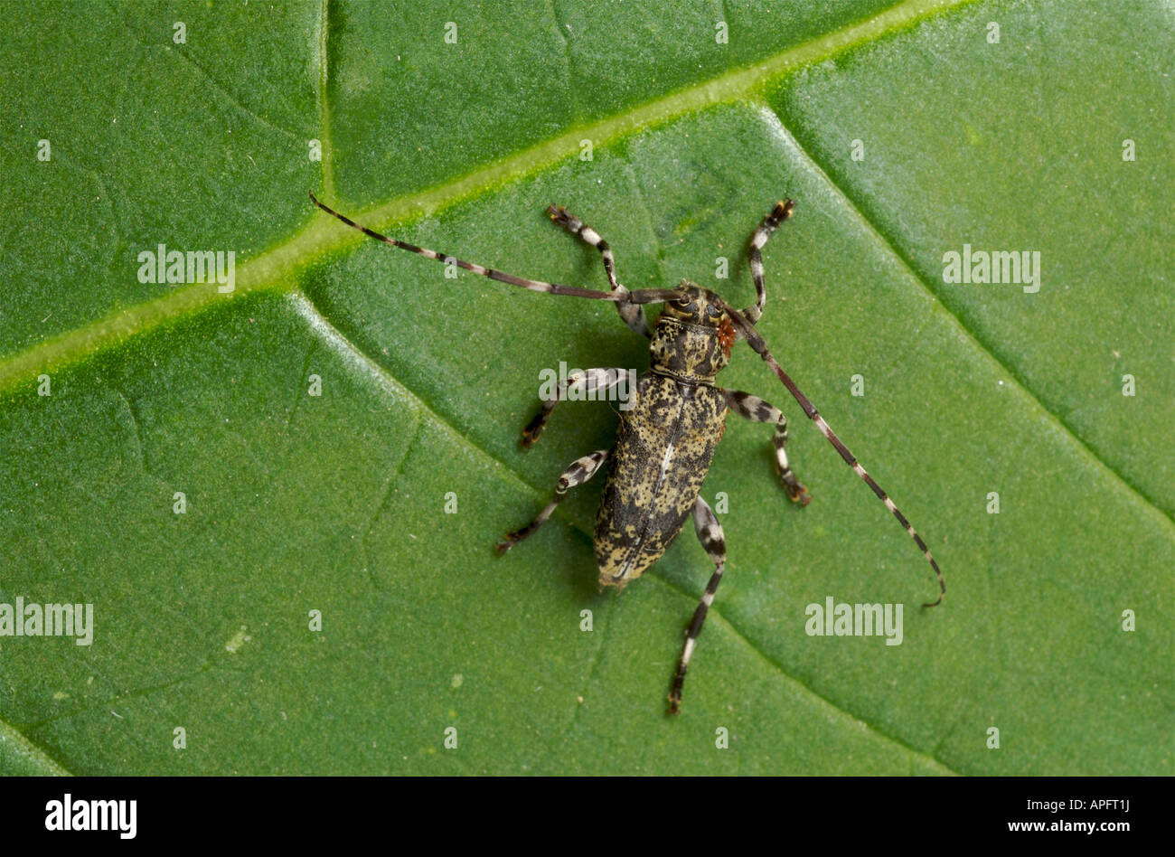 Piatto di Longhorn beetle Urographis sp con parassiti esterni visibili vicino alla testa. Foto Stock