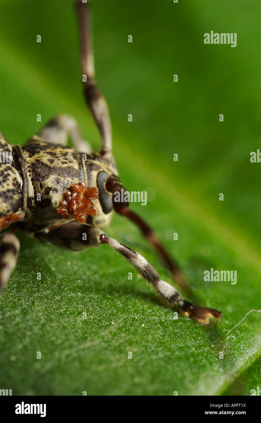 Piatto di Longhorn beetle, Urographis sp, con parassiti esterni. Foto Stock
