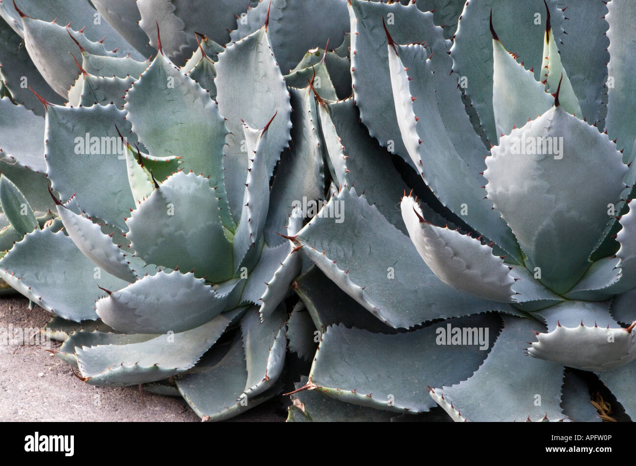 Succulento, agave Foto Stock