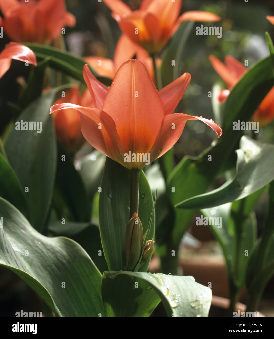 Fiori retroilluminato di tulip Toronto Foto Stock