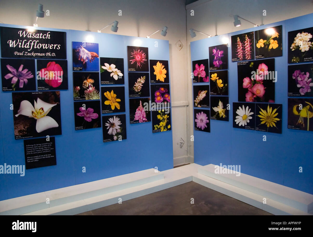 Un bellissimo display di Wasatch fiori selvatici in un concorso agricolo presso la Utah State Fair di Salt Lake City, Utah, Stati Uniti d'America. Foto Stock