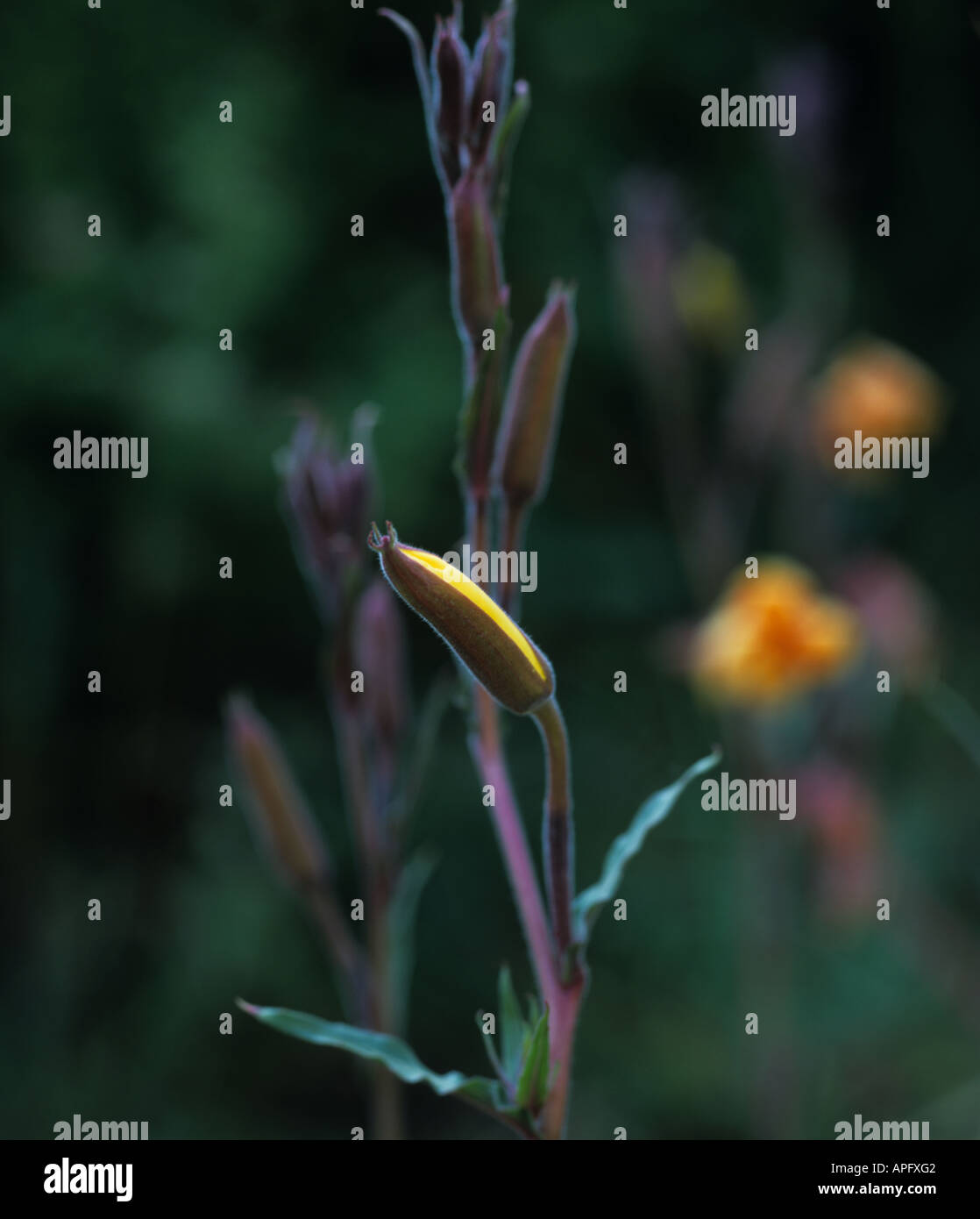 Perenne di enotera Oenothera macrocarpa bud mostrando solo il colore nel tardo pomeriggio Foto Stock