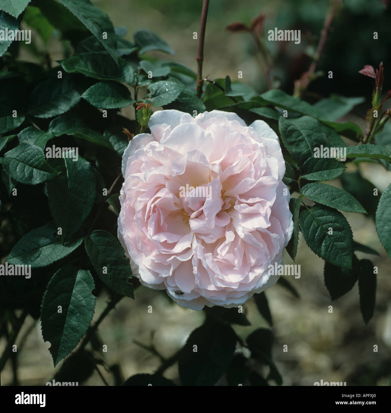 Rosa rose Redoute bloom su un arbusto da giardino Foto Stock
