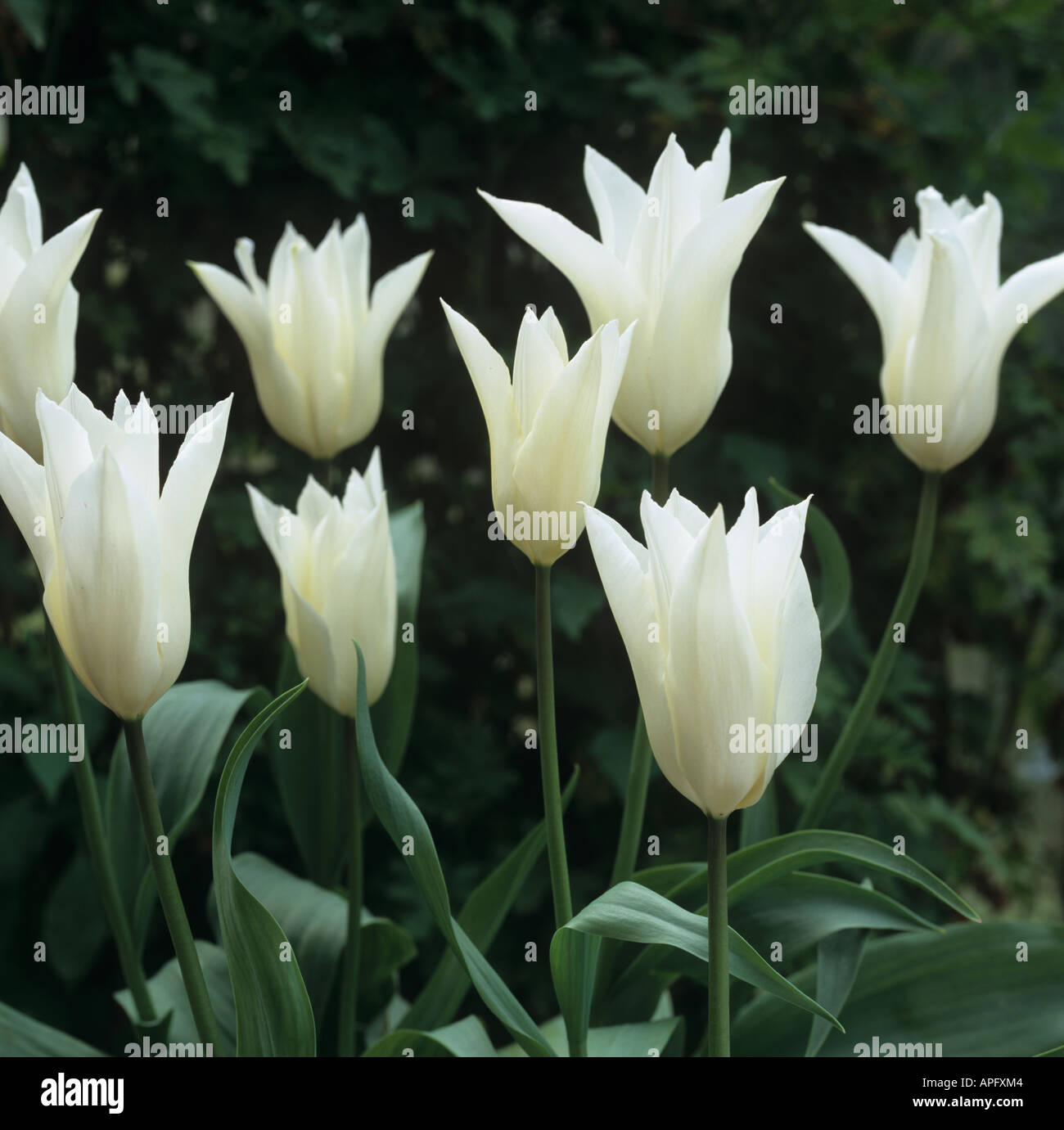 Fiori bianchi di tulip Tres Chic una divisione 6 tulip Foto Stock
