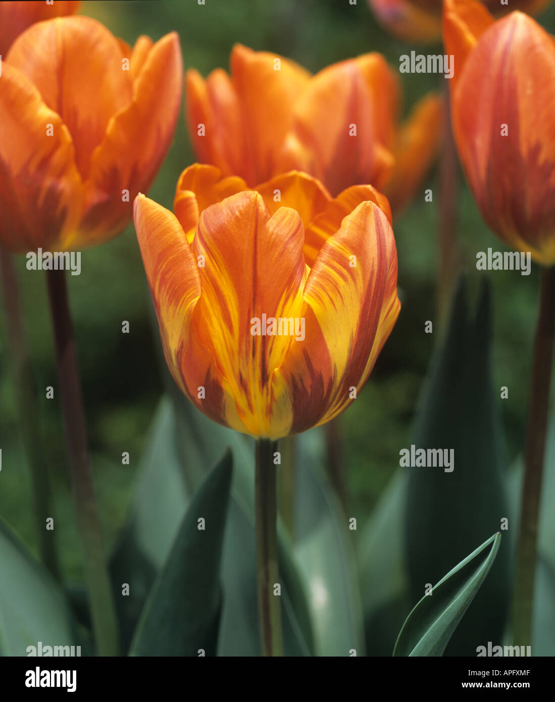 Fiore di tulip principessa Irene con insoliti e di variazione di colore Foto Stock
