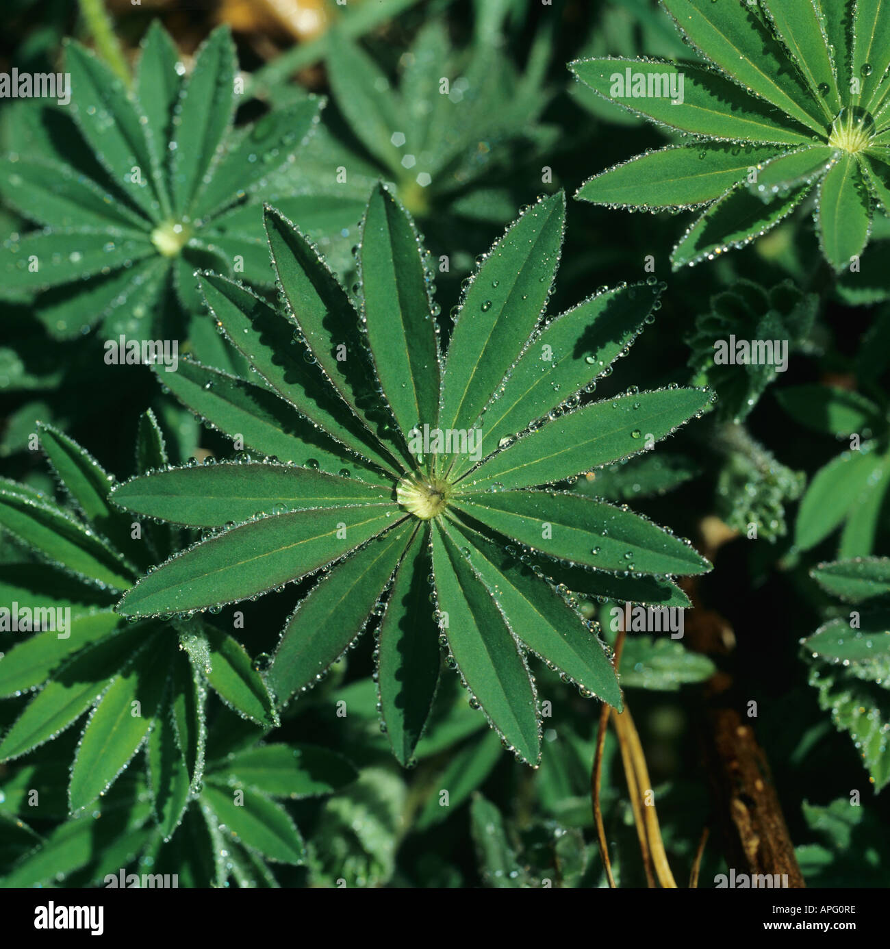 Lupin foglie con discreta goccioline di acqua in un modello attraente Foto Stock