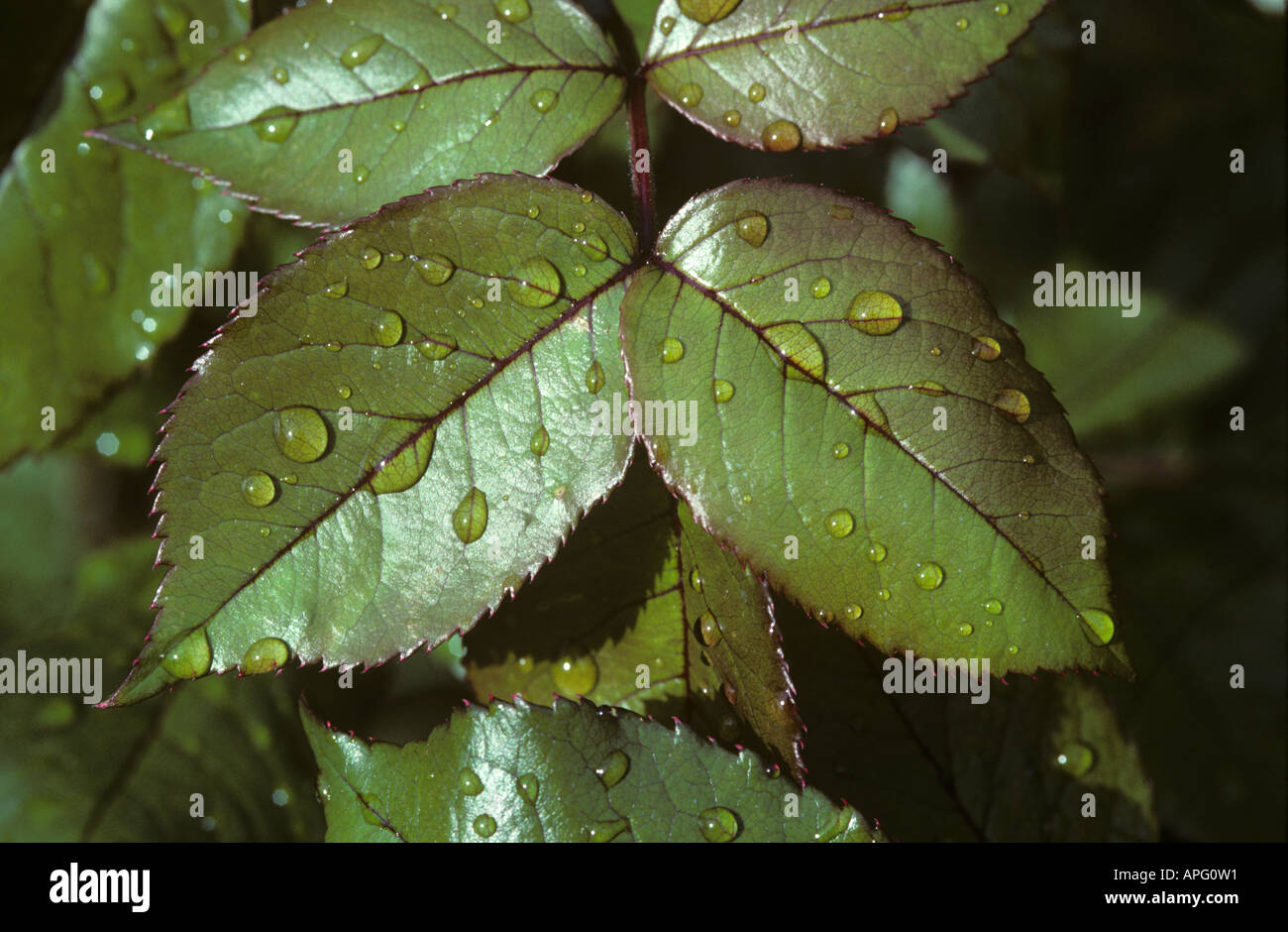 Giovani gara lucide foglie di rose con pioggia le goccioline di acqua Foto Stock