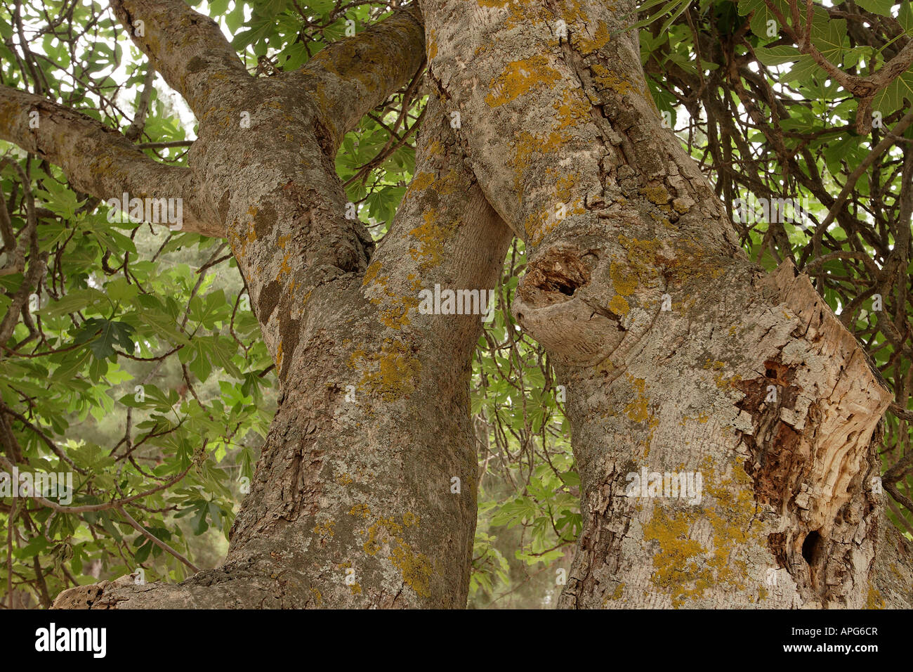 Israele la Galilea superiore albero di fico Ficus carica nella foresta Biria Foto Stock