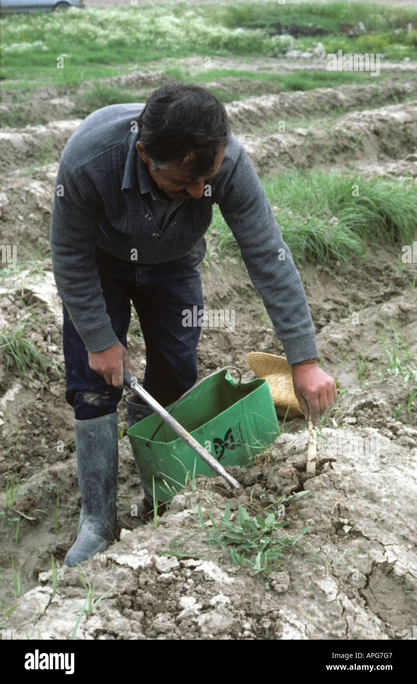 L'uomo la raccolta di asparagi appena dopo l'incidente nucleare di Chernobyl Grecia Foto Stock