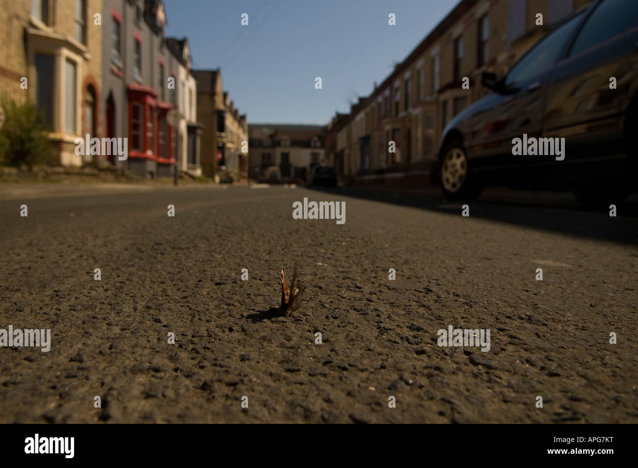 Butterfly ensoleillement stesso su un vecchi malandato street in un sobborgo di Liverpool England Foto Stock