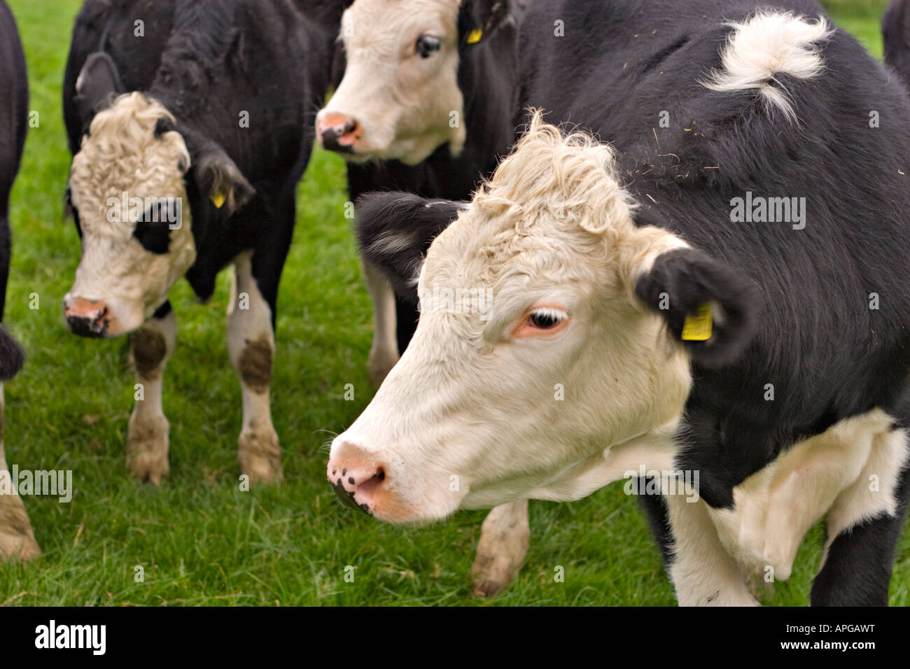 Un gruppo di giovani hereford holstein cross giovenchi Foto Stock