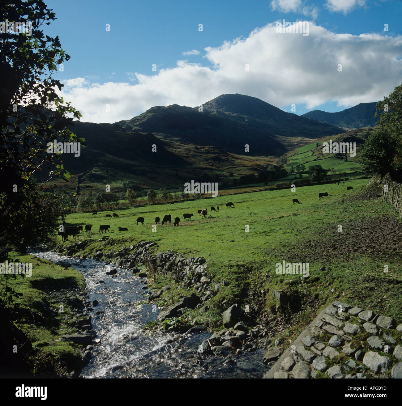 Lake District terreno coltivato con il pascolo Aberdeen Angus bovini in autunno Foto Stock