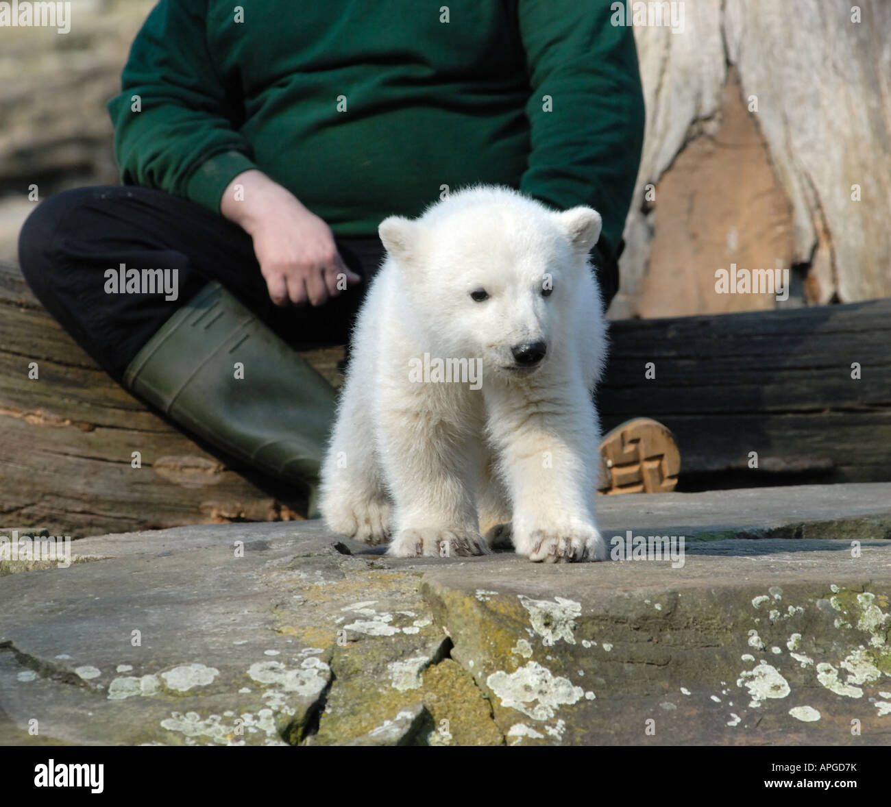 Knut il famoso canto allevati polar bear cub in Zoo di Berlino Foto Stock