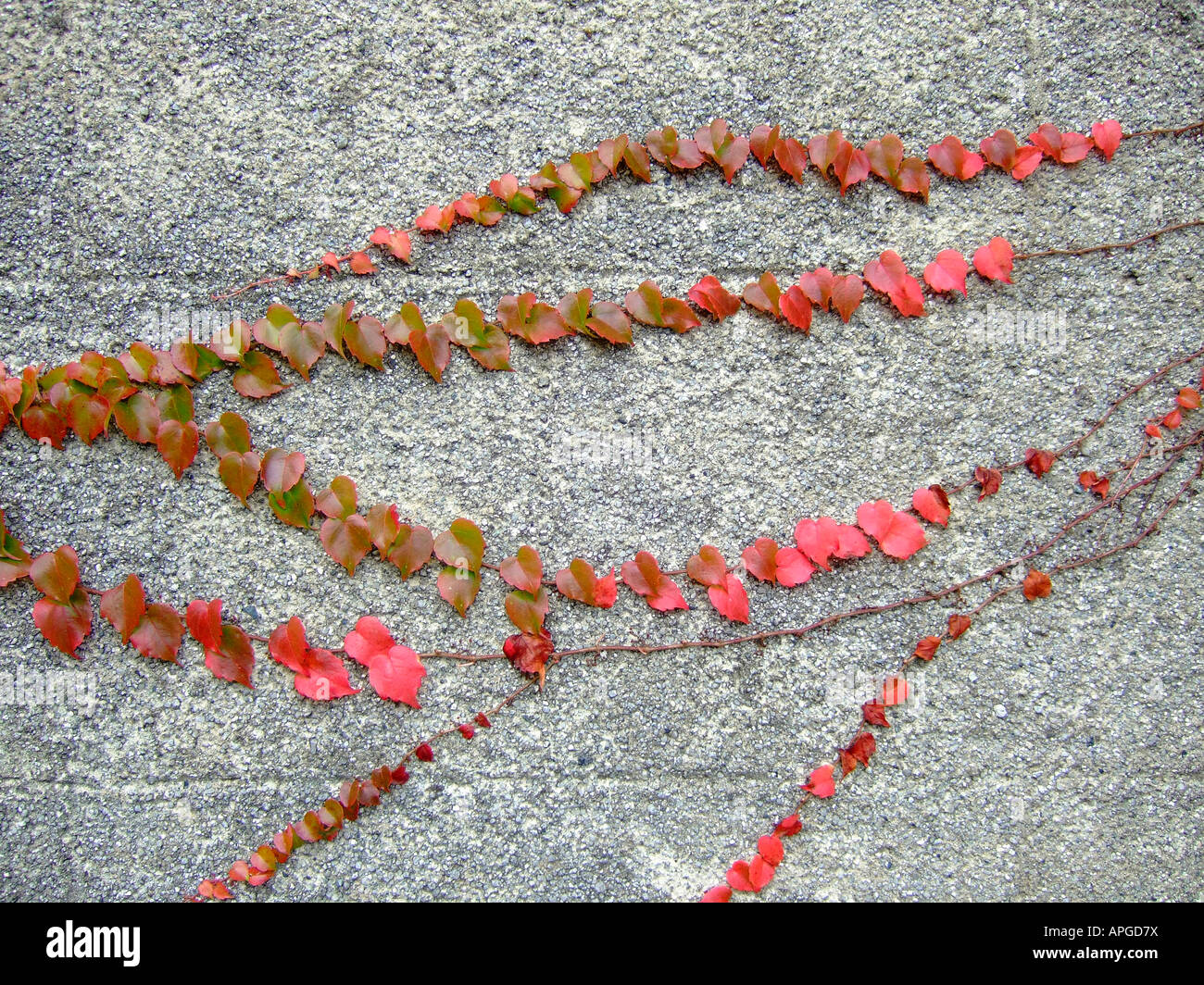 'Rossa foglie d'edera attaccata alla parete, Inghilterra " Foto Stock