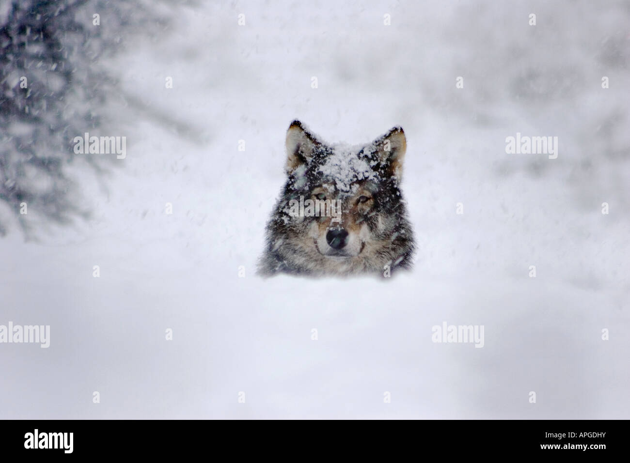 Lupo europeo cerca su snow drift durante forti nevicate in Scoltand, REGNO UNITO Foto Stock