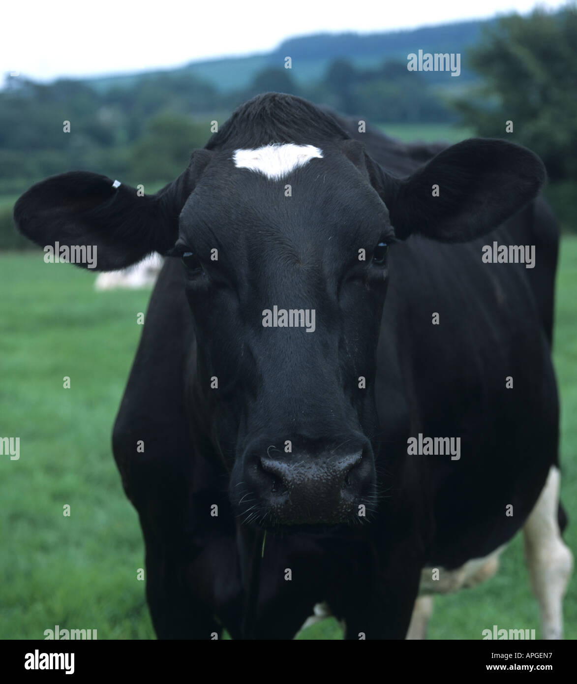 Testa di un nero di fronte Holstein il frisone vacca da latte Foto Stock