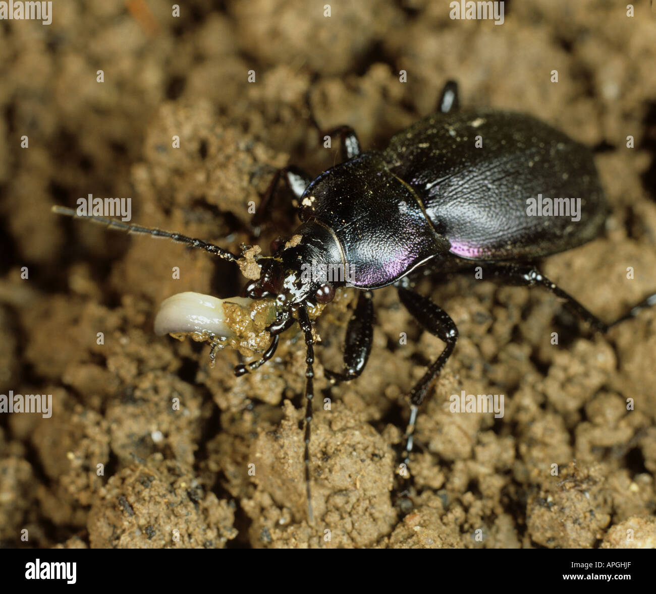 Coleottero violetto o coleottero piovoso (Carabus violaceus) nutrire su un slug una peste attiva in terra, Devon, giugno Foto Stock