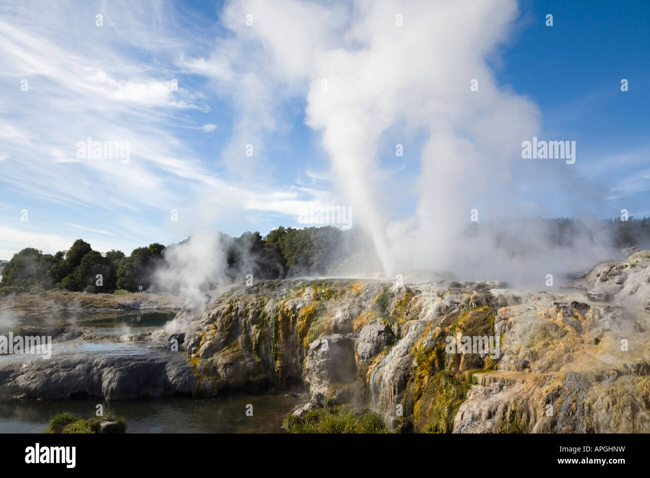 Pohutu geyser che erutta acqua di cottura a vapore in Te Puia in Riserva Termale di Whakarewarewa Rotorua Nuova Zelanda Foto Stock