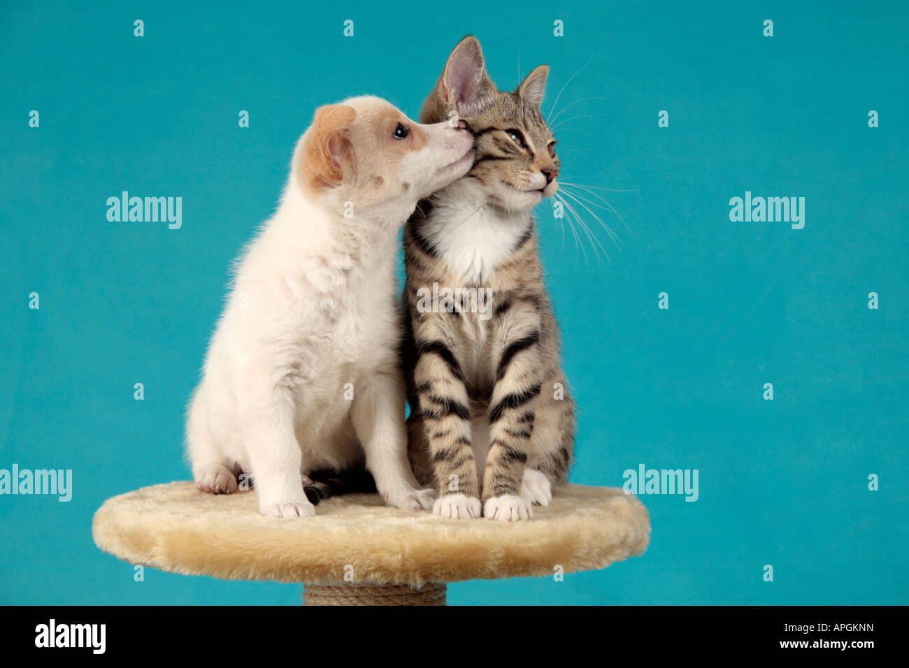 Giovani pup kissing giovani cat Foto Stock