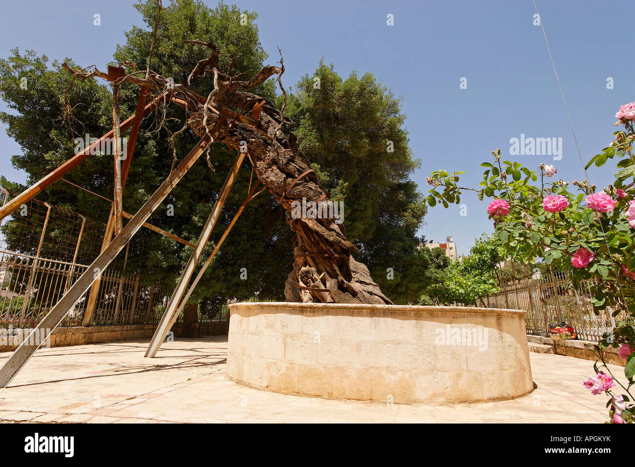 La giudea Abramo s Oak Kermes Oak presso la chiesa russa ortodossa a Hebron Foto Stock