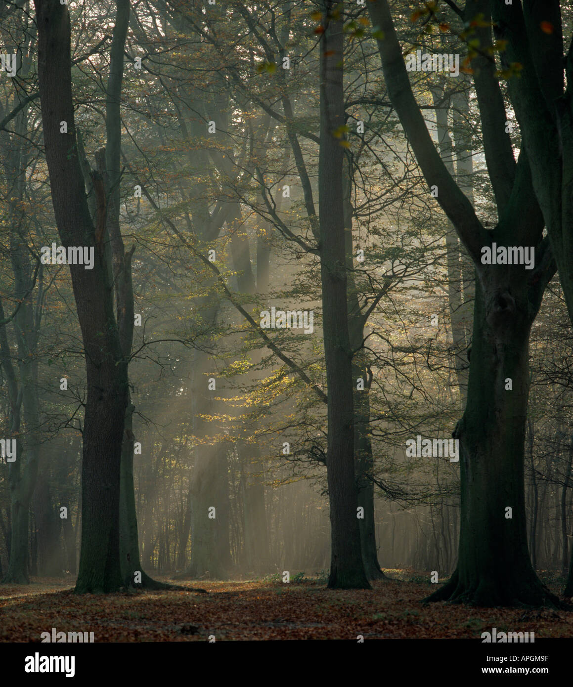 Bosco di Faggio Ashridge Herts UK autunno Foto Stock