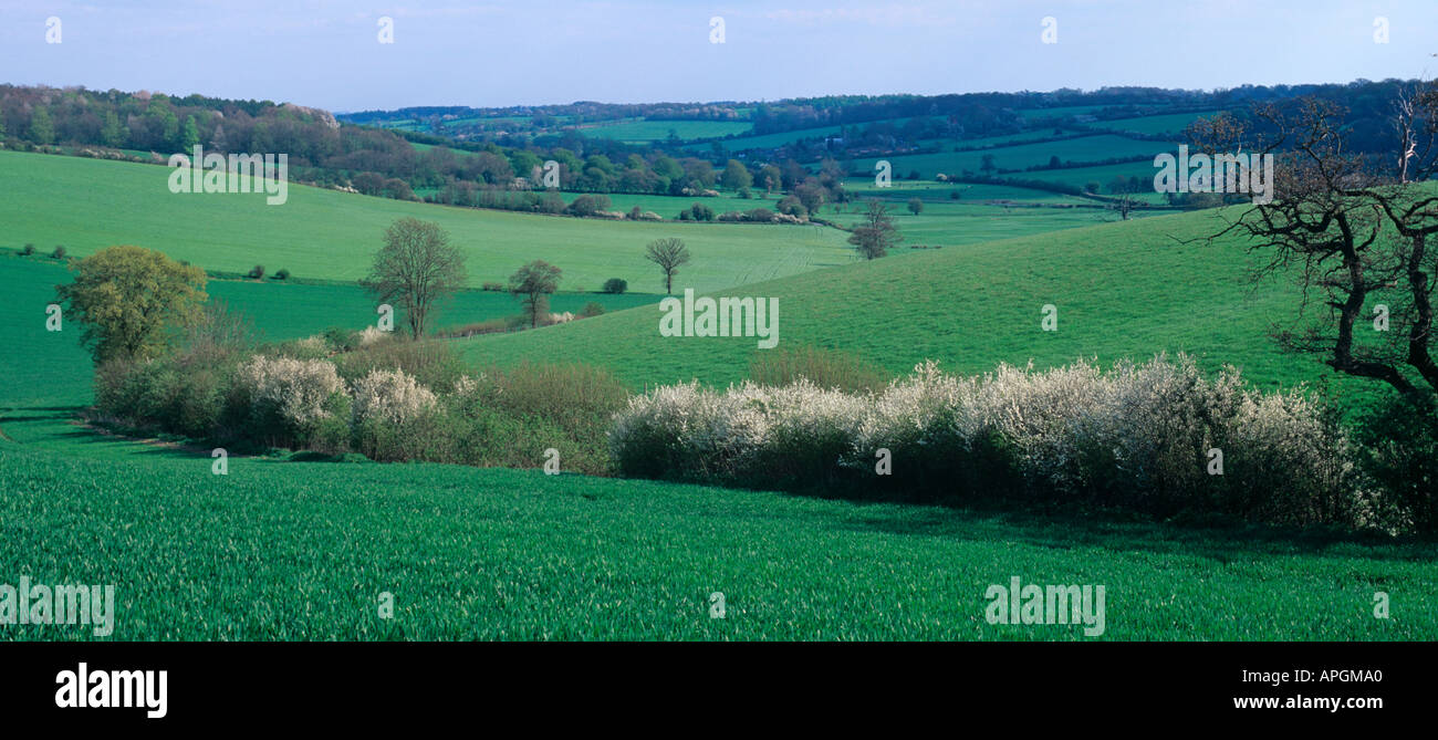 Prugnolo Hedgerows Gade Valley Herts UK MOLLA Foto Stock