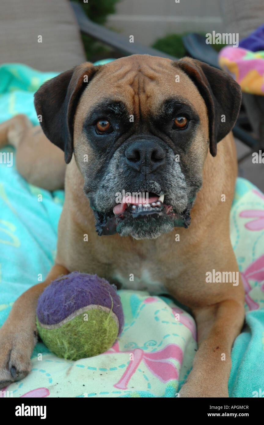 Close-up di un pugile con una sfera Foto Stock