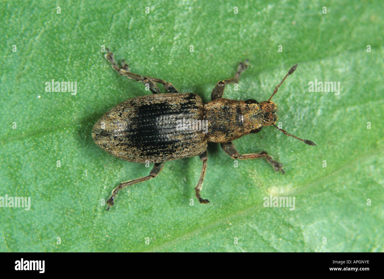 Foglia comune curculione Phyllobius pyri curculione adulti su una foglia Foto Stock