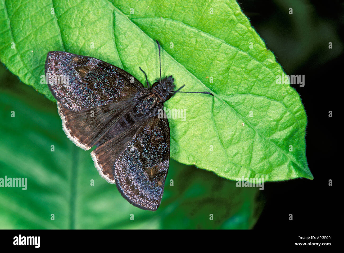 Falso Duskywing Gesta gesta Nuevo Leon Monterrey Cola de Caballo Messico 2 novembre adulto Foto Stock