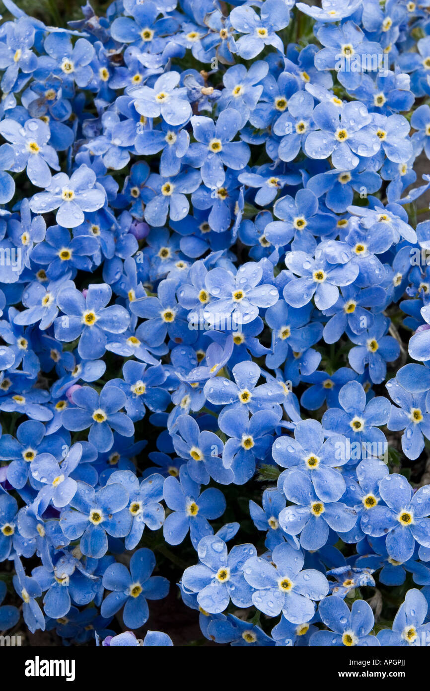 Alaska arctic National Wildlife Refuge anwr arctic non ti scordar di me Eritrichium nanum a inizio estate Foto Stock