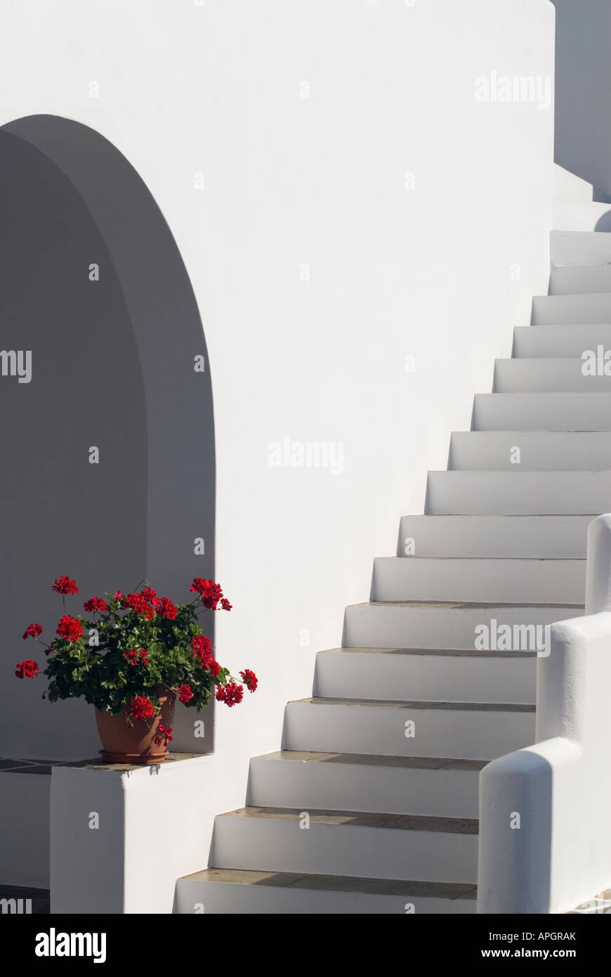 Rosso geranio contro stark pareti bianche Foto Stock