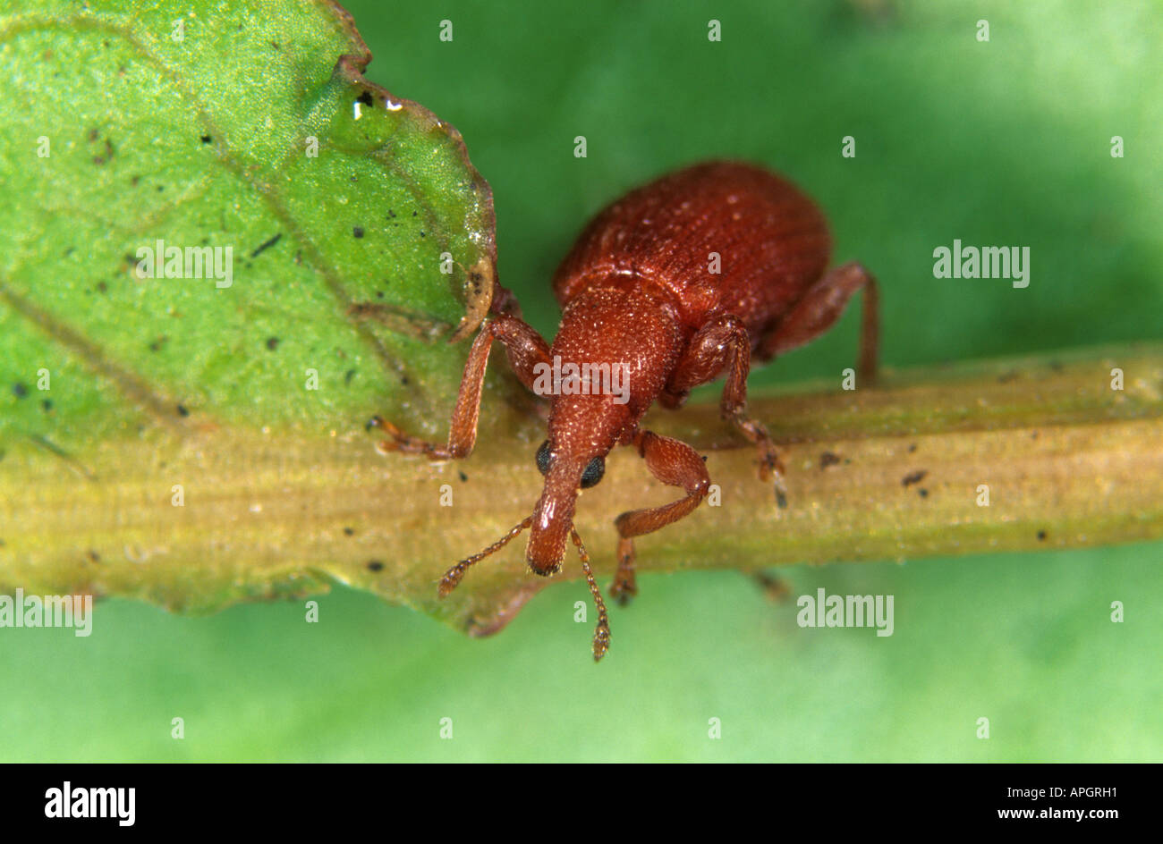 Una foglia curculione Apion miniatum su una foglia Foto Stock