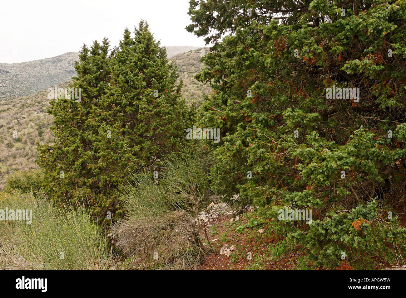 Alture del Golan ginepro coccolone juniperus oxycedrus di Wadi Arar Foto Stock