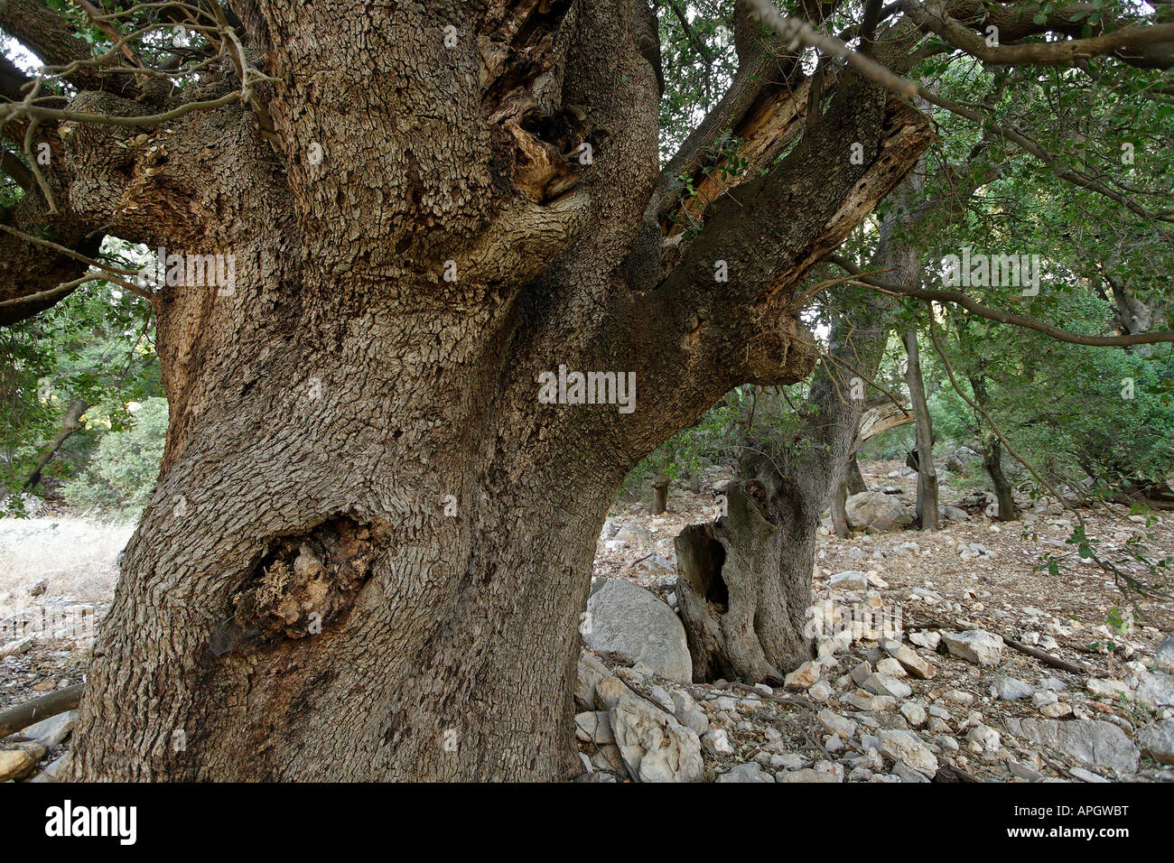 Alture del Golan Kermes Oak Quercus calliprinos sul Monte Betarim la posizione dell'alleanza tra i pezzi Foto Stock