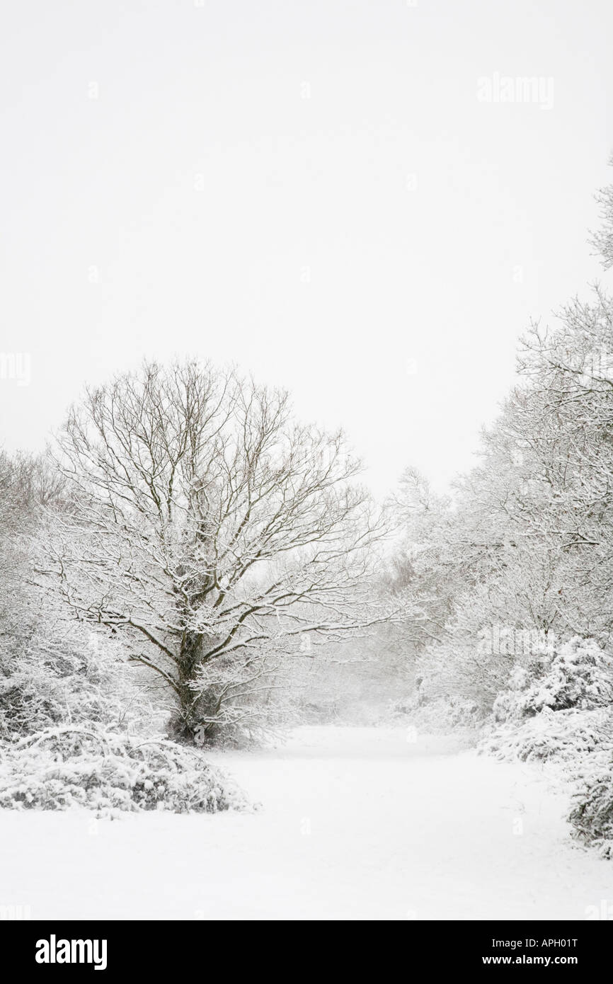 Coperta di neve alberi in un bosco invernale scena Foto Stock