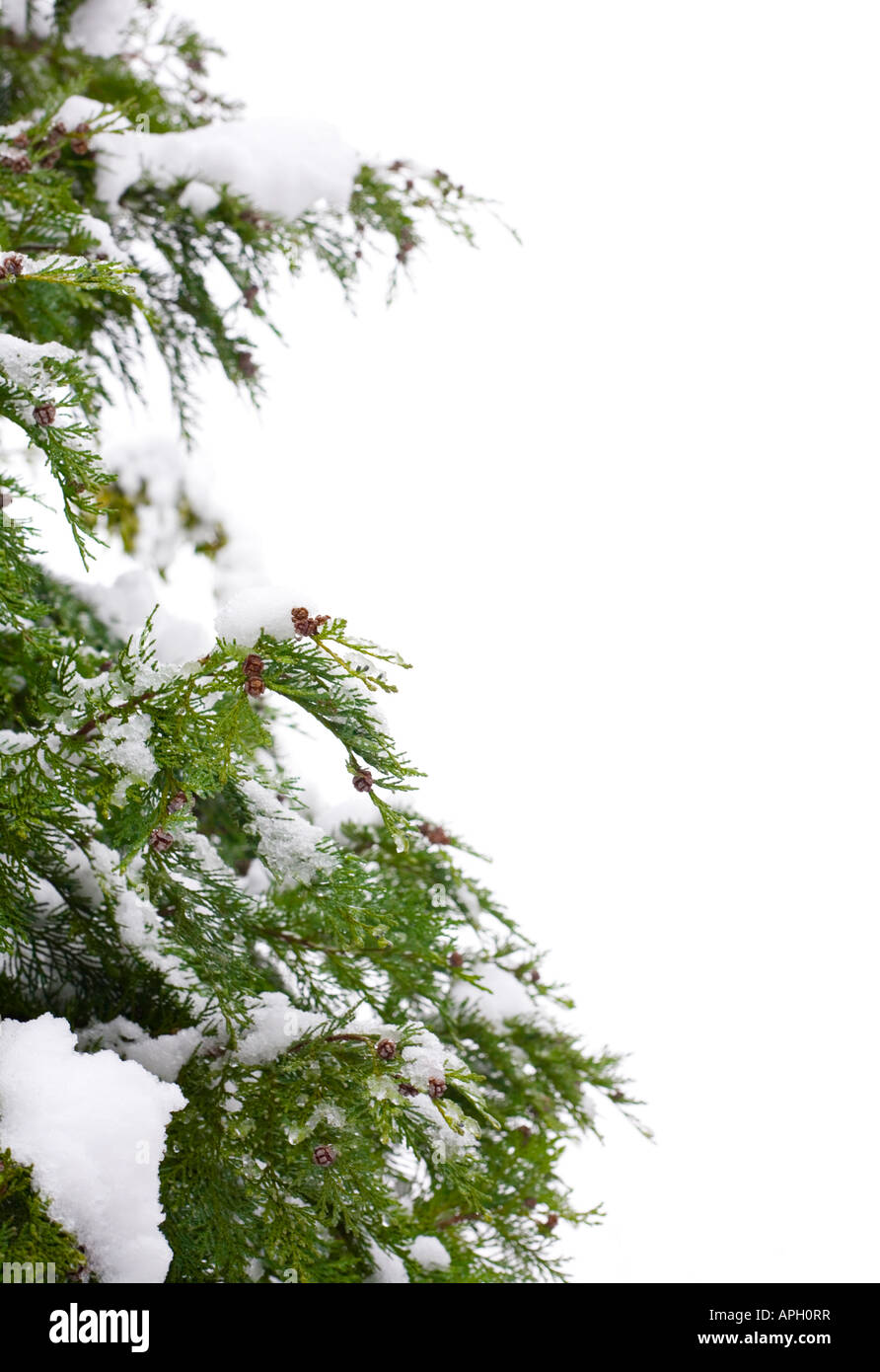 Coperte di neve albero di natale di frontiera, isolata contro uno sfondo bianco con spazio di copia Foto Stock