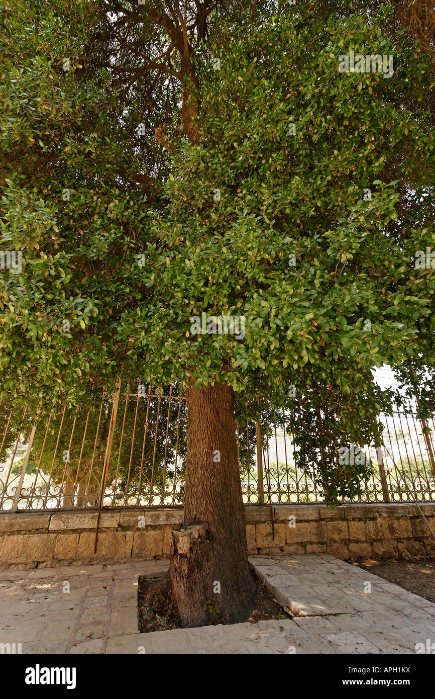 La giudea Kermes Oak presso la chiesa russa ortodossa a Hebron Foto Stock