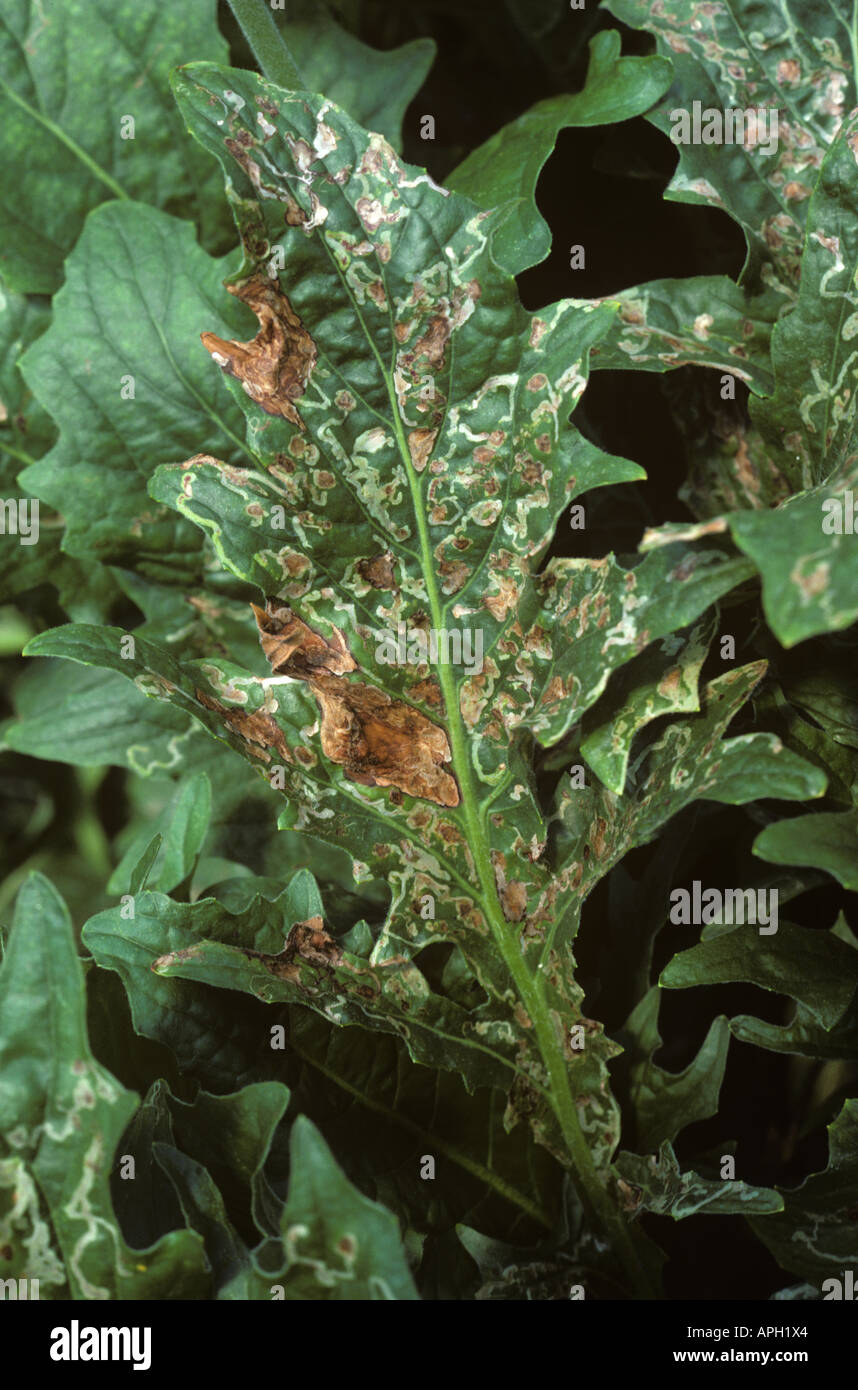 Grave fleminer Liriomyza spp danno a Gerbera sotto il vetro Italia Foto Stock