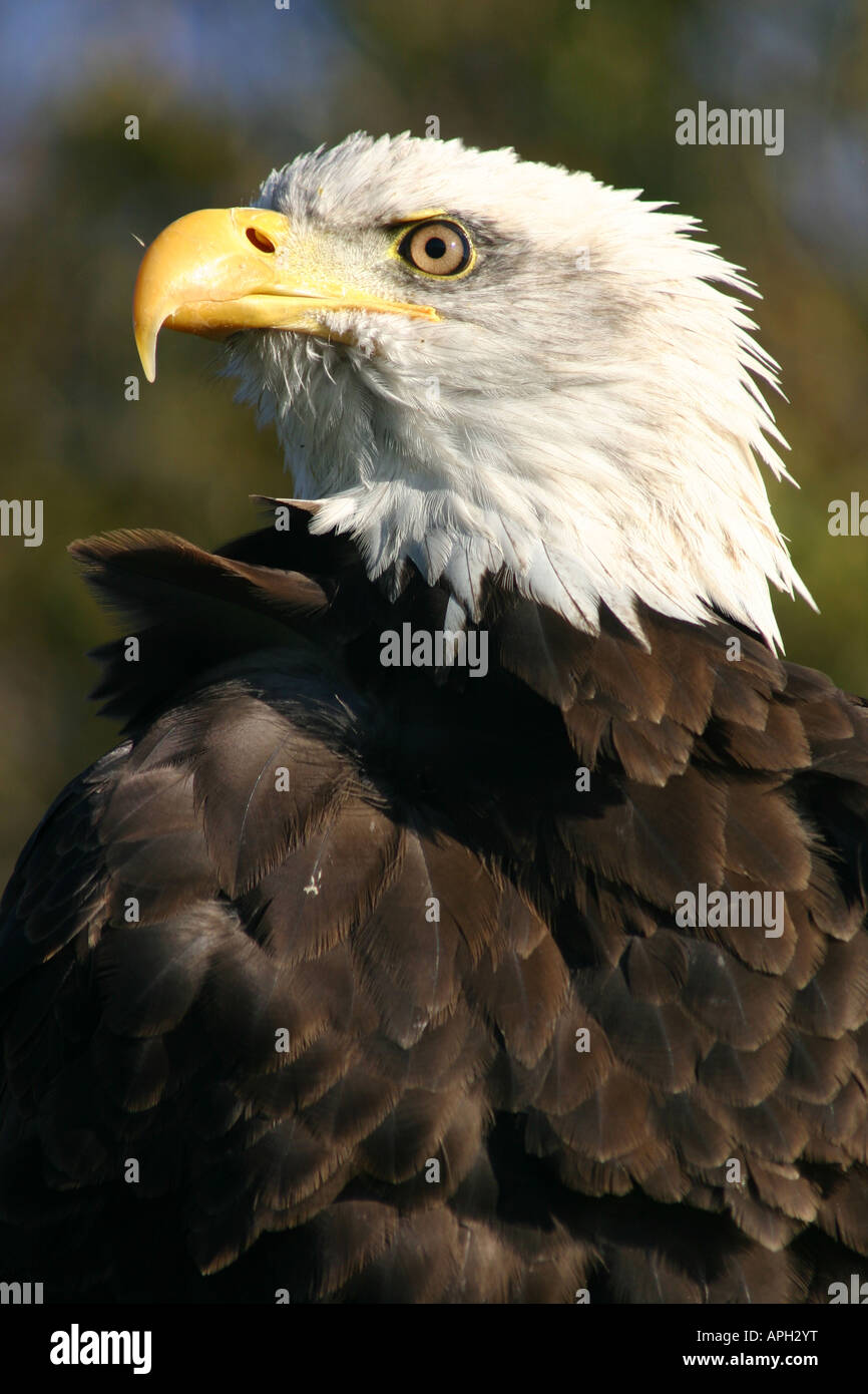 Ritratto pezzati bald nero bianco American Eagle Foto Stock