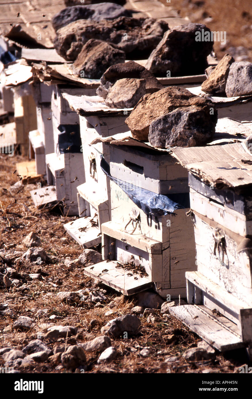 Alveari nelle colline della Turchia Foto Stock