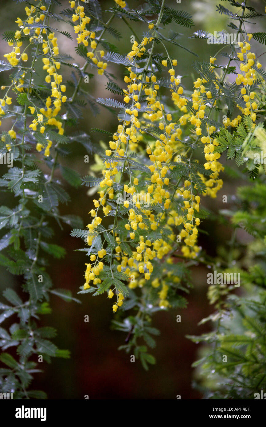 Graticcio Cootamundra Acacia baileyana Fabaceae Leguminosae Mimosoideae Foto Stock