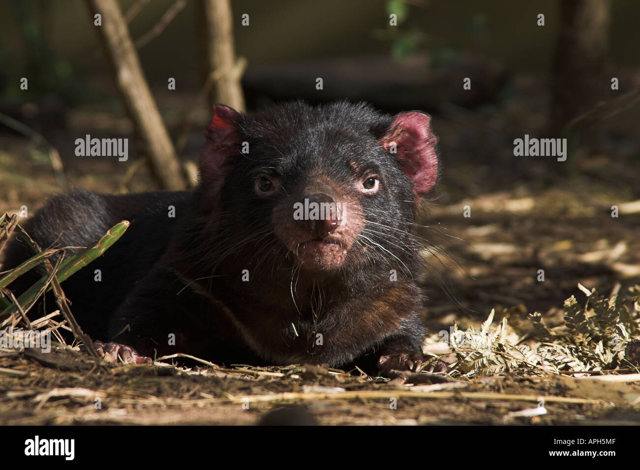 Diavolo della Tasmania, sarcophilus harrisi, sunbaking Foto Stock