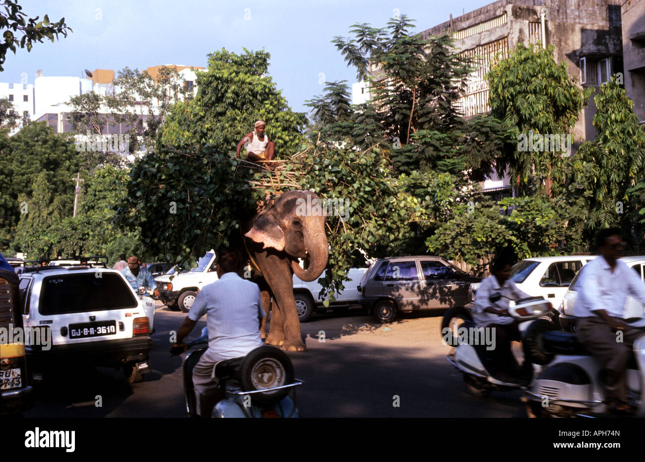 Un grosso elefante di lavoro nelle strade di Ahmedhabad Foto Stock