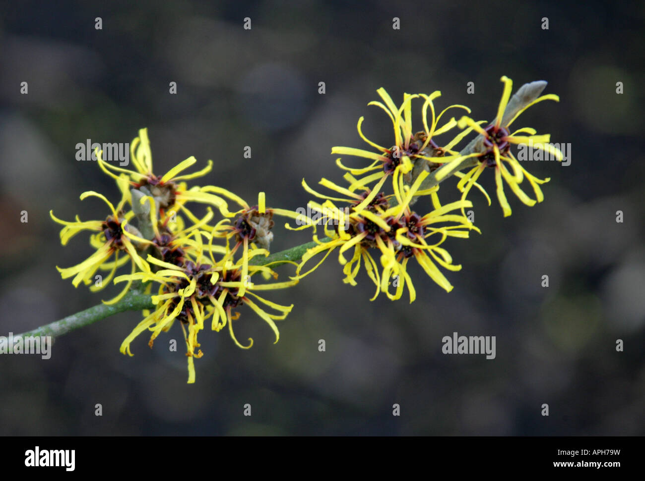 Amamelide Hamamelis intermedia Hamamelidaceae Foto Stock