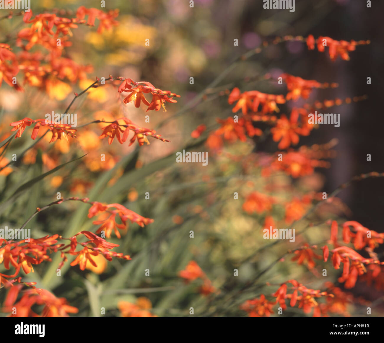 Montbretia fiori nel Giardino Inglese Foto Stock