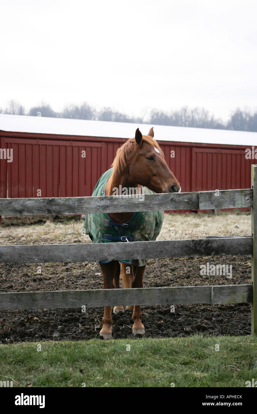 Il Big Boy da recinzione Foto Stock
